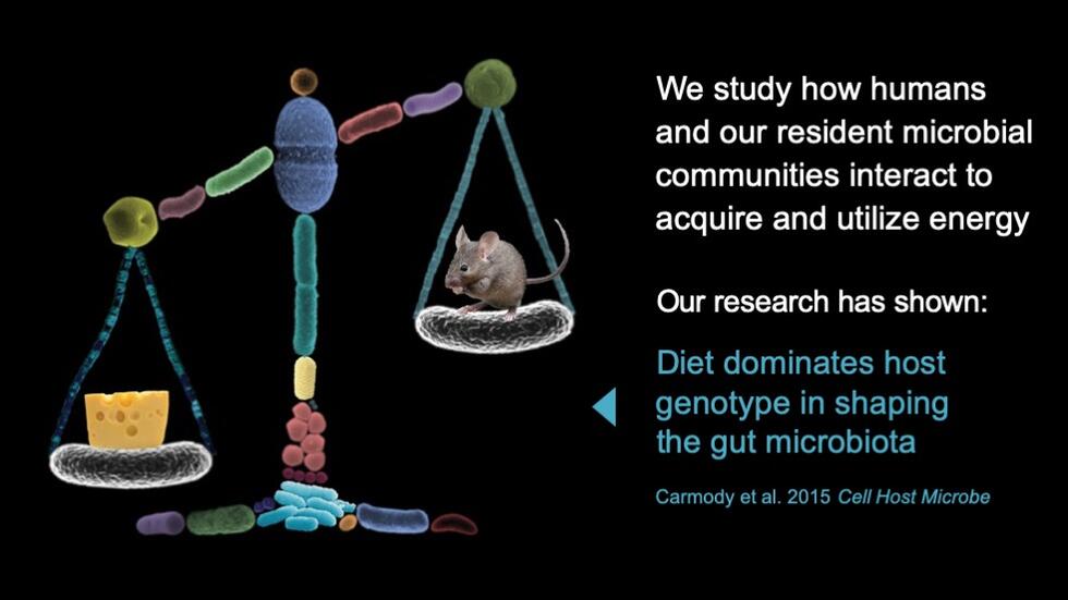 Carmody Lab research – diet dominates host genotype in shaping the gut microbiota