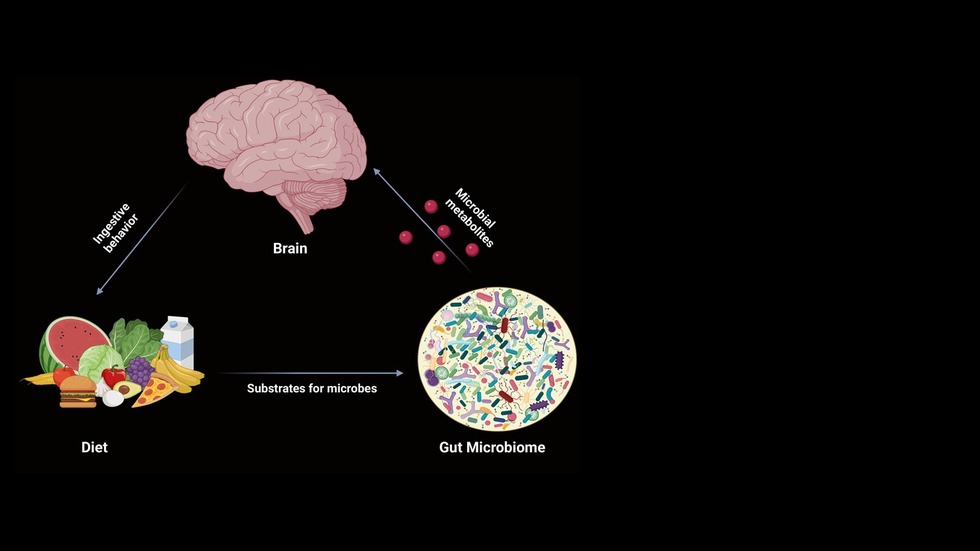 Carmody Lab research – diet-microbiome-brain axis