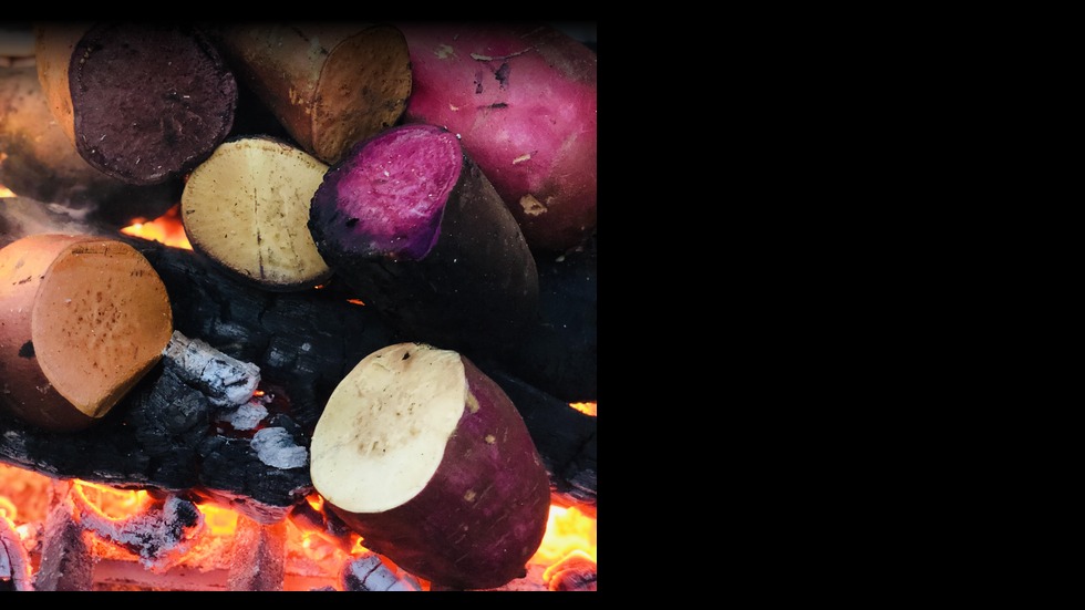 Carmody Lab research – cooking shapes the gut microbiome