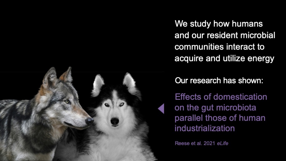 Carmody Lab research