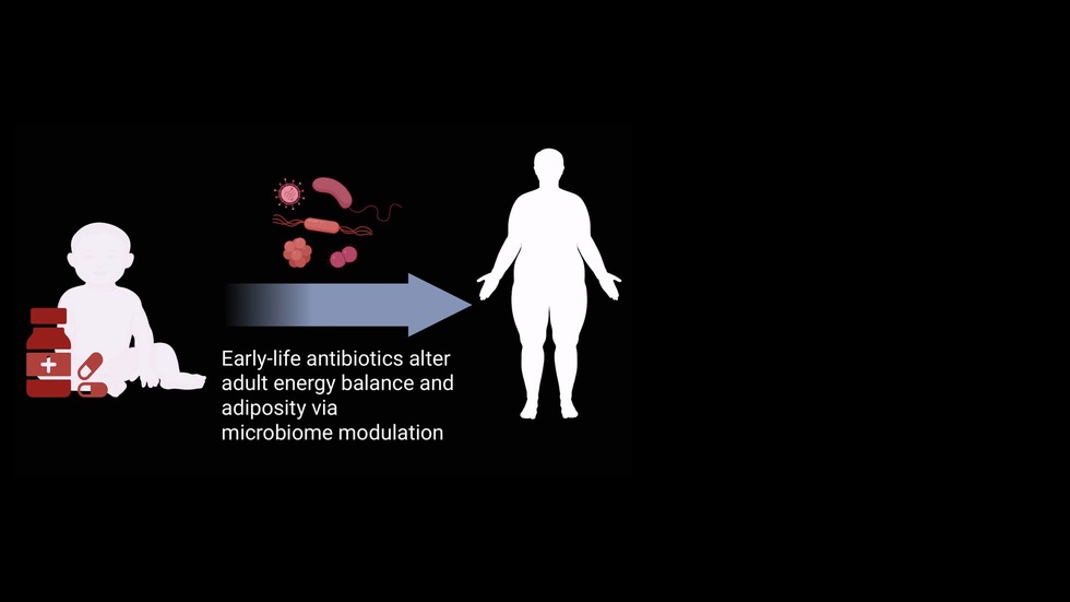 Carmody Lab research – early-life antibiotics and adult adiposity