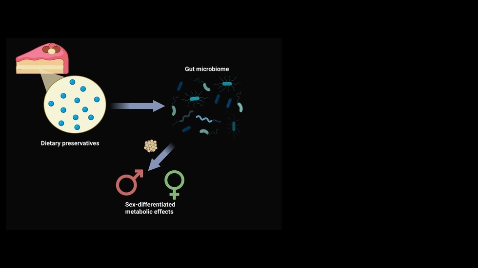 Carmody Lab research – dietary preservatives alter the microbiome